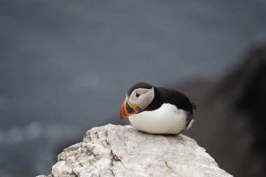 Skellig adalarında martılar. Büyük İskelet olarak da bilinen Skellig Michael adası İrlanda 'nın en bilinen ama ulaşılması zor ortaçağ manastırlarından birine ev sahipliği yapmaktadır..