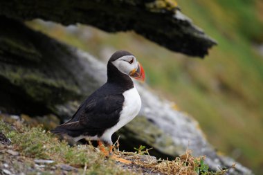 Skellig adalarında martılar
