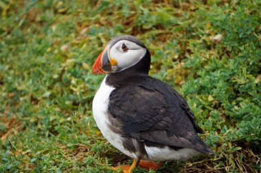 Skellig adalarında martılar