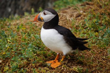 Skellig adalarında martılar. Büyük İskelet olarak da bilinen Skellig Michael adası İrlanda 'nın en bilinen ama ulaşılması zor ortaçağ manastırlarından birine ev sahipliği yapmaktadır..