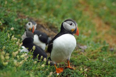 Skellig adalarında martılar