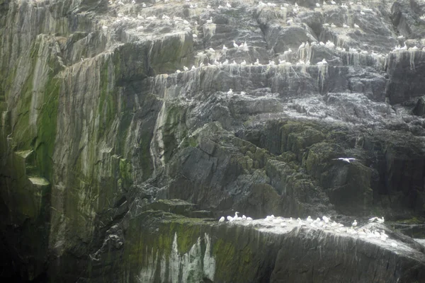 Ostrov Skellig Michael Také Známý Jako Velký Skellig Domovem Jednoho — Stock fotografie