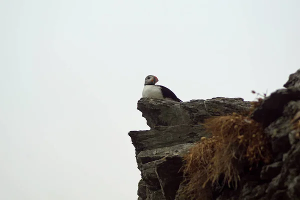 Buřtíky Skelligových Ostrovech — Stock fotografie