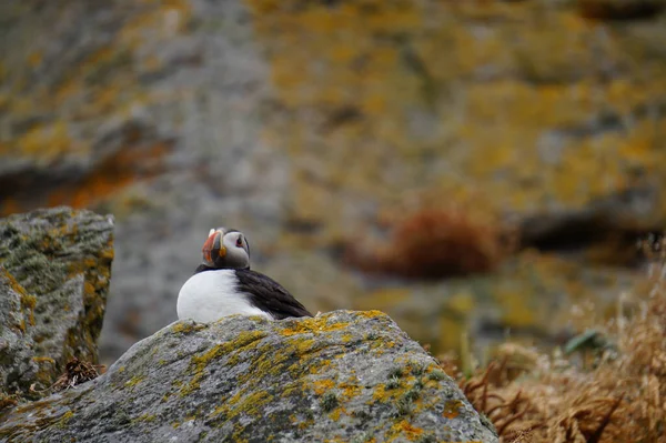 Papegaaiduikers Skellig Eilanden — Stockfoto