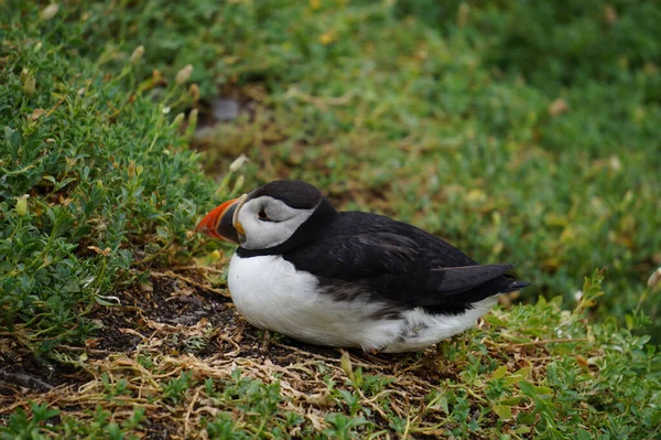 Puffins Skellig Islands — Stock Photo, Image