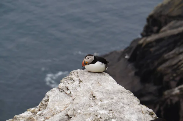 Puffins Nas Ilhas Skellig Ilha Skellig Michael Também Conhecida Como — Fotografia de Stock