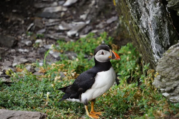 Puffins Στα Νησιά Skellig — Φωτογραφία Αρχείου