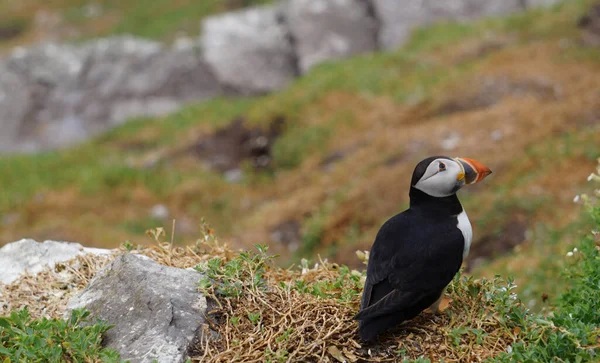 Macareux Aux Îles Skellig Île Skellig Michael Également Connue Sous — Photo