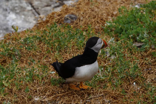 Skellig Adalarında Martılar Büyük Skelet Olarak Bilinen Skellig Michael Adası — Stok fotoğraf