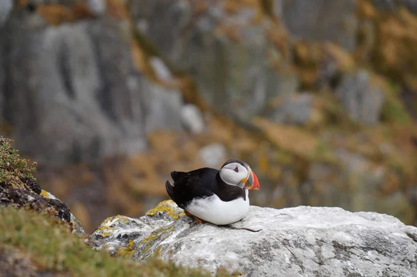 Puffins Στα Νησιά Skellig — Φωτογραφία Αρχείου