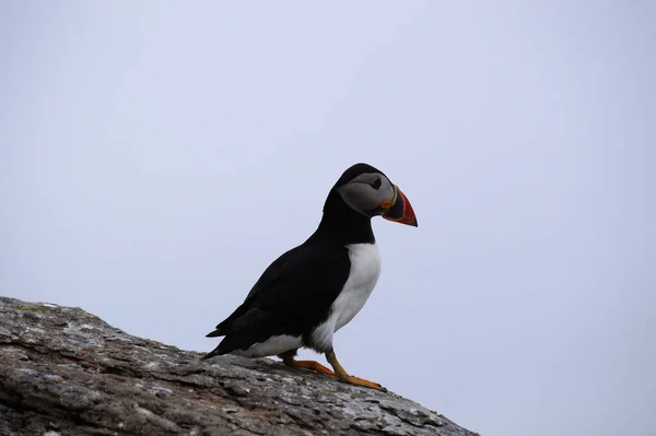 Macareux Aux Îles Skellig — Photo