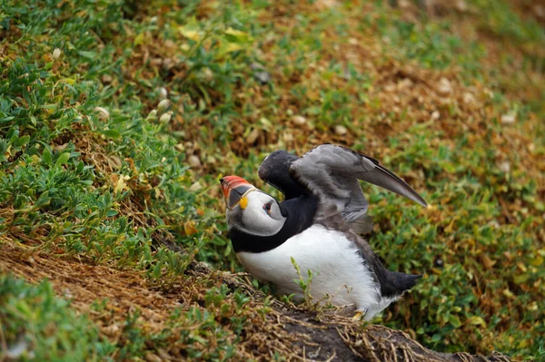 Frailecillos Las Islas Skellig —  Fotos de Stock