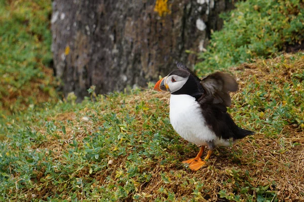 Papegaaiduikers Skellig Eilanden — Stockfoto