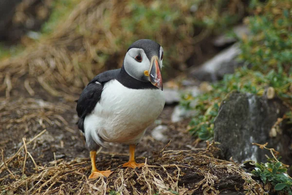 Puffins Στα Νησιά Skellig — Φωτογραφία Αρχείου