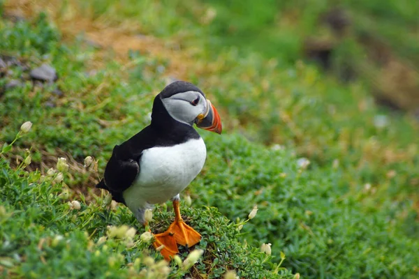 Puffins Στα Νησιά Skellig — Φωτογραφία Αρχείου