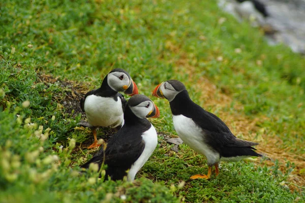 Papageitaucher Auf Den Skellig Inseln — Stockfoto