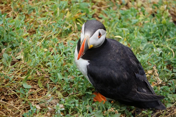 Puffins Skellig Islands Island Skellig Michael Also Known Great Skellig — Stock Photo, Image