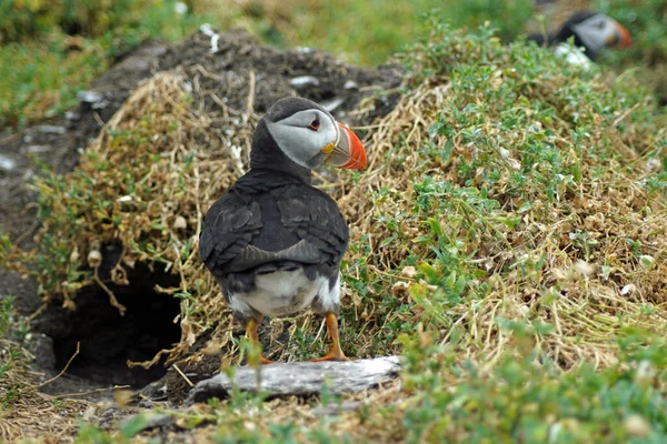 Puffins Skellig Islands — Stock Photo, Image