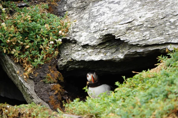 Maskonury Wyspach Skellig Wyspa Skellig Michael Znana Również Jako Wielki — Zdjęcie stockowe