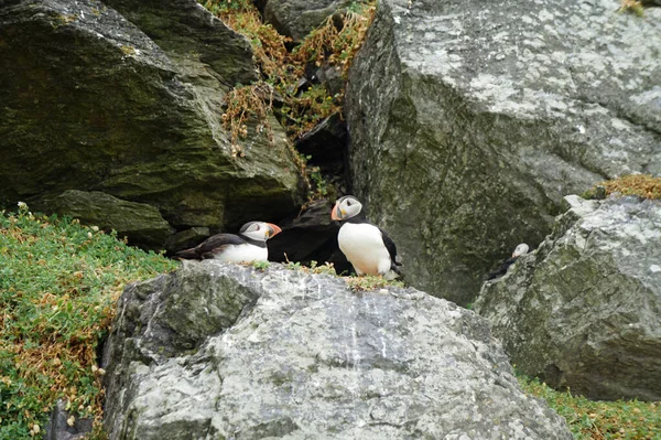 Puffins Nas Ilhas Skellig — Fotografia de Stock