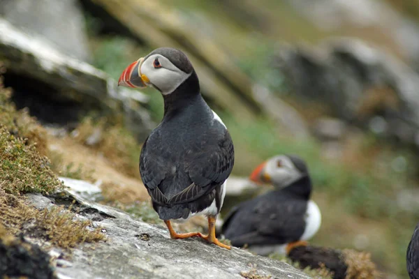 Puffins Στα Νησιά Skellig — Φωτογραφία Αρχείου