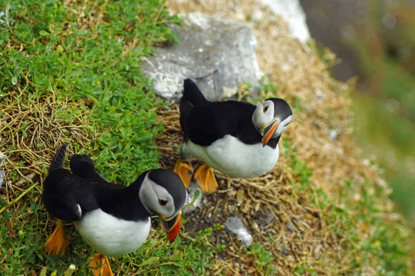 Papegaaiduikers Skellig Eilanden — Stockfoto