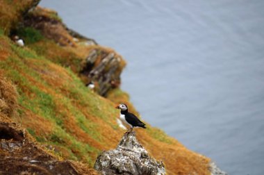 Skellig adalarında martılar