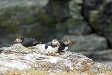 Skellig adalarında martılar