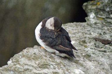 Skellig adalarında martılar