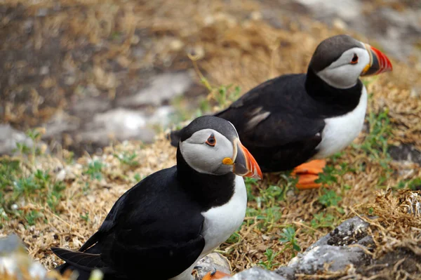 Puffins Nas Ilhas Skellig Ilha Skellig Michael Também Conhecida Como — Fotografia de Stock