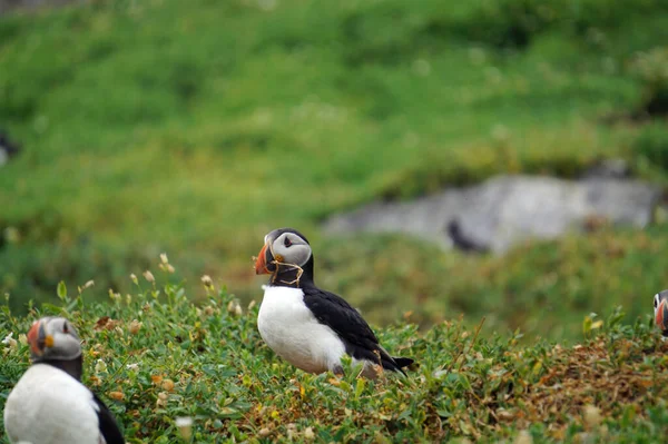 Papageitaucher Auf Den Skellig Inseln Die Insel Skellig Michael Auch — Stockfoto