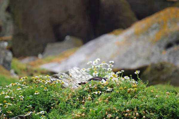 Skellig Adalarında Martılar — Stok fotoğraf