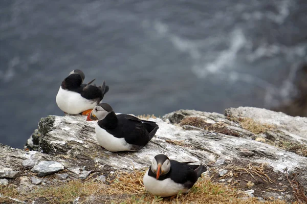 Papageitaucher Auf Den Skellig Inseln — Stockfoto