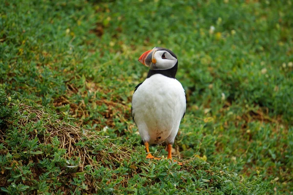 Puffins Nas Ilhas Skellig — Fotografia de Stock