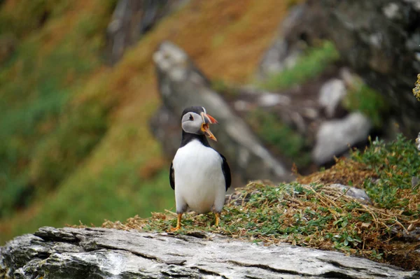 Puffins Στα Νησιά Skellig — Φωτογραφία Αρχείου