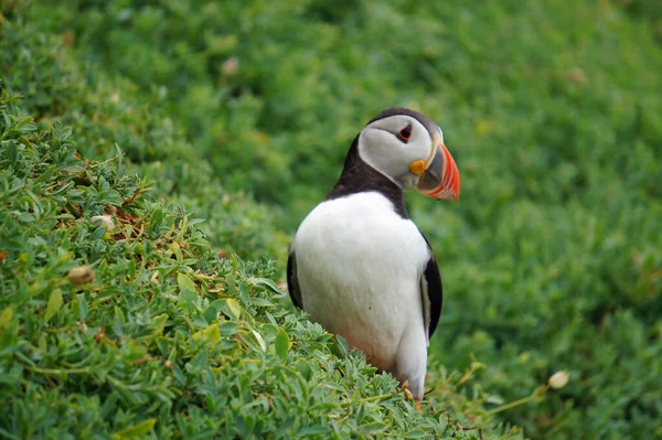 Puffins Skellig Islands — Stock Photo, Image