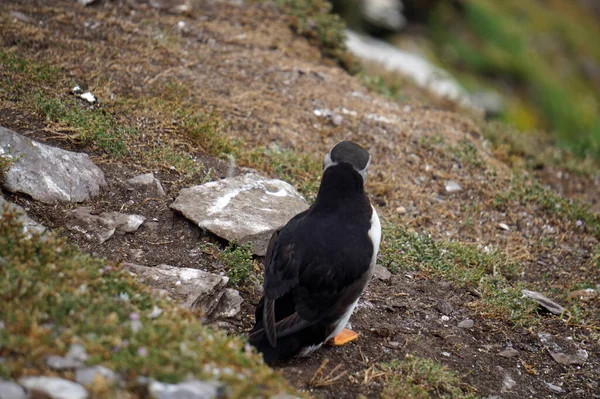 Puffins Skellig Islands — Stock Photo, Image