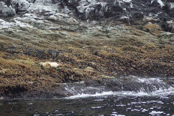 Острове Скеллиг Майкл Известном Великий Скеллиг Находится Один Самых Известных — стоковое фото