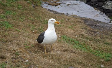 Skellig adalarında martılar ve diğer deniz kuşları