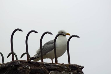 Skellig adalarında martılar ve diğer deniz kuşları