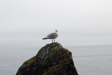 Skellig adalarında martılar ve diğer deniz kuşları