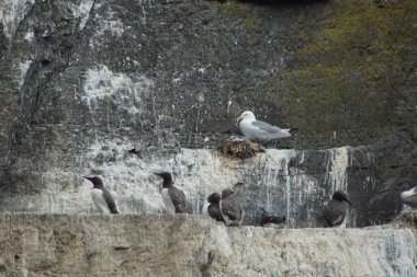 Skellig adalarında martılar ve diğer deniz kuşları