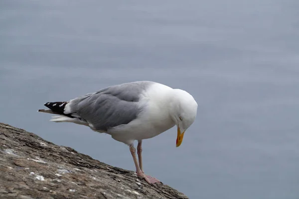 Яструби Олуші Інші Морські Птахи Островах Скелліг — стокове фото