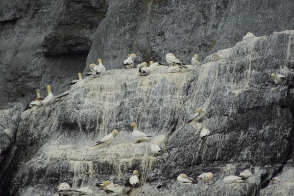 Möwen Und Andere Seevögel Auf Den Skellig Inseln — Stockfoto