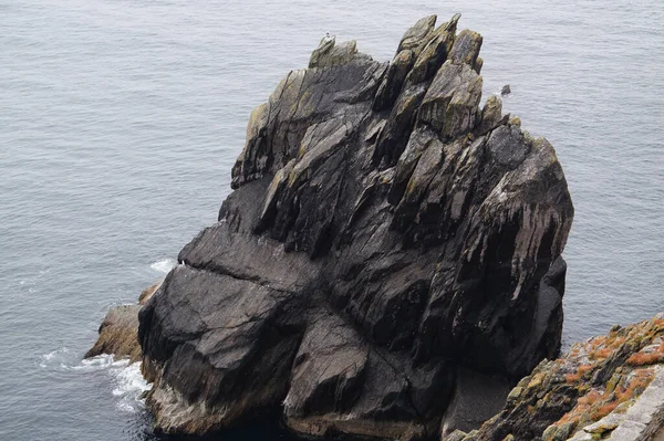 Яструби Олуші Інші Морські Птахи Островах Скелліг — стокове фото
