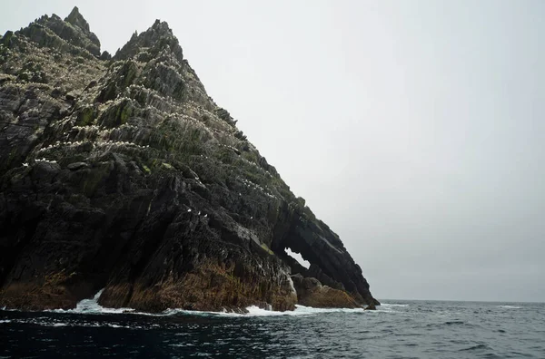 Skellig adalarında martılar ve diğer deniz kuşları