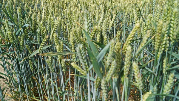 Grain Field Happisburgh England — Stock fotografie