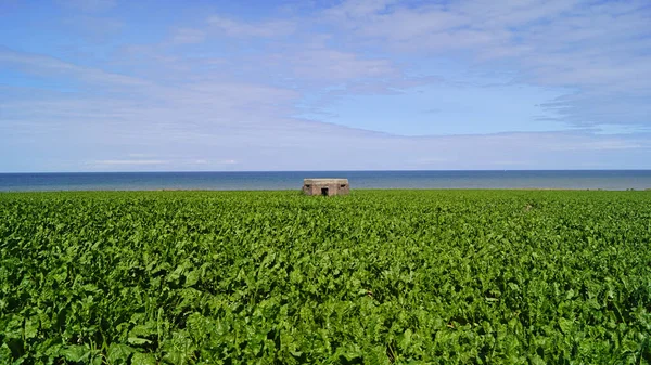 Grain Field Happisburgh England — Stock Photo, Image