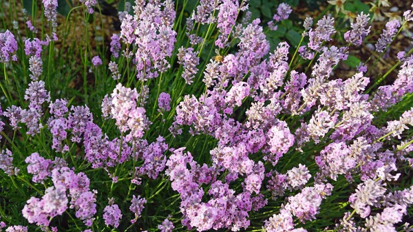 Norfolk Lavender Farm Reino Unido — Fotografia de Stock