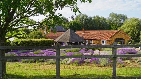 Lavendelfarm Norfolk Großbritannien — Stockfoto